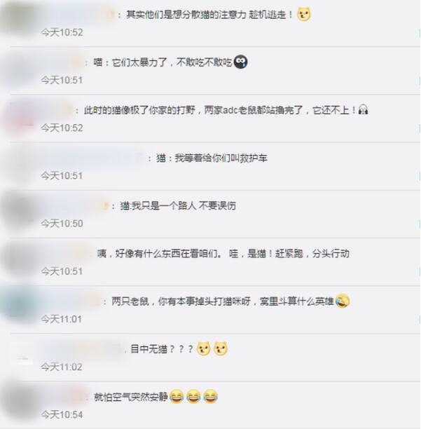 两只老鼠站立互殴一旁猫咪被吓傻|没见过这种场面啊！两只老鼠站立互殴一旁猫咪被吓傻