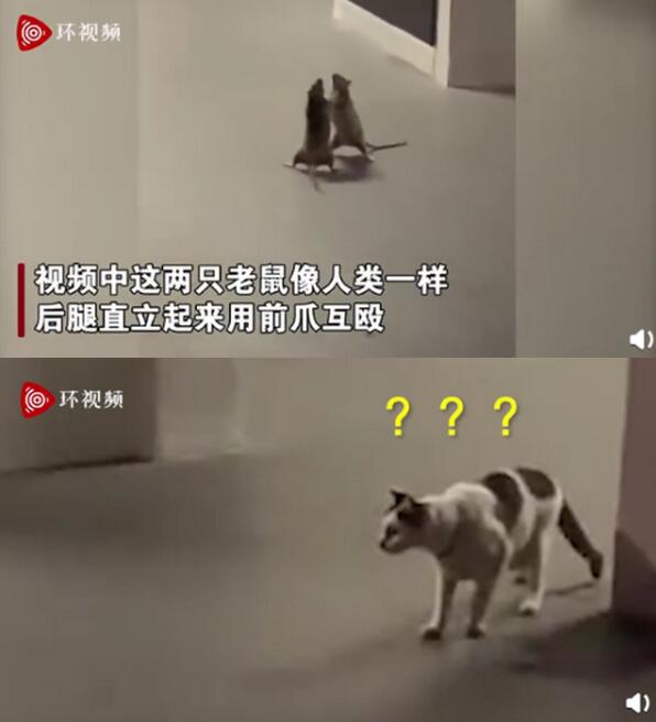 两只老鼠站立互殴一旁猫咪被吓傻|没见过这种场面啊！两只老鼠站立互殴一旁猫咪被吓傻