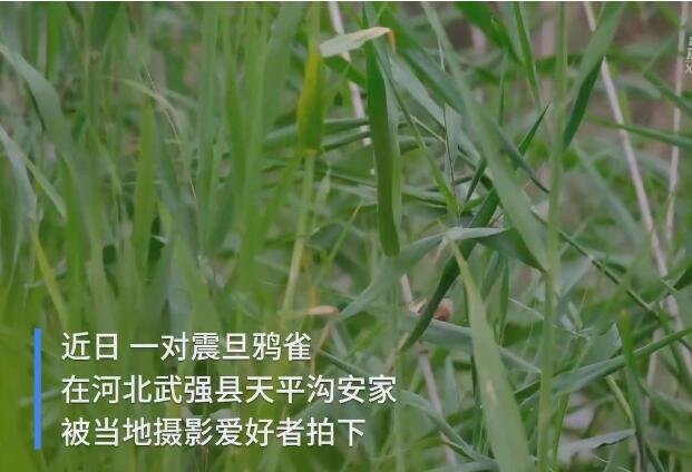 【鸟中大熊猫】河北武强发现震旦鸦雀 已被列入国际鸟类红皮书