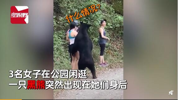 女子路遇野生黑熊被抱住淡定自拍什么情况?怎么回事?终于真相了,原来是这样!