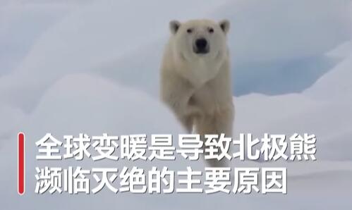 全球变暖或致北极熊在2100年灭绝!具体是怎么回事?怎么造成的?附详情！