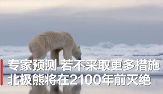 全球变暖或致北极熊在2100年灭绝!具体是怎么回事?怎么造成的?附详情！