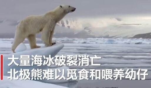 全球变暖或致北极熊在2100年灭绝!具体是怎么回事?怎么造成的?附详情！