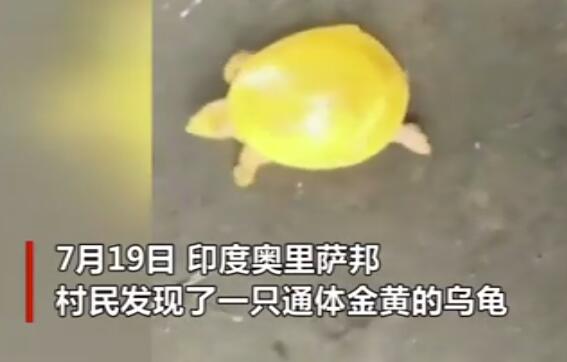 【奔跑的柠檬精】印度渔民发现金色乌龟怎么回事?实拍图曝光