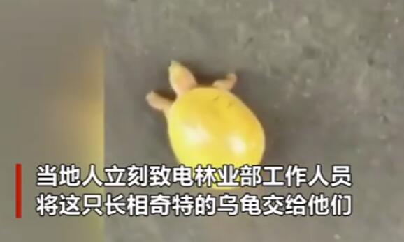 【奔跑的柠檬精】印度渔民发现金色乌龟怎么回事?实拍图曝光