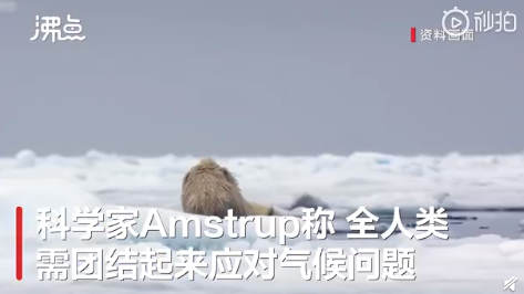 人类的悲哀！北极熊或将在2100年灭绝 难道只能在北冰洋汽水瓶上见到它？