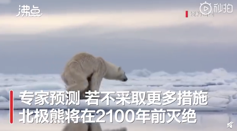 人类的悲哀！北极熊或将在2100年灭绝 难道只能在北冰洋汽水瓶上见到它？