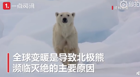 人类的悲哀！北极熊或将在2100年灭绝 难道只能在北冰洋汽水瓶上见到它？