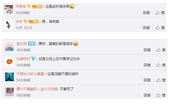 胖猫走路突然起飞360度空翻|笑cry！胖猫走路突然起飞360度空翻，功夫胖喵惊呆众人