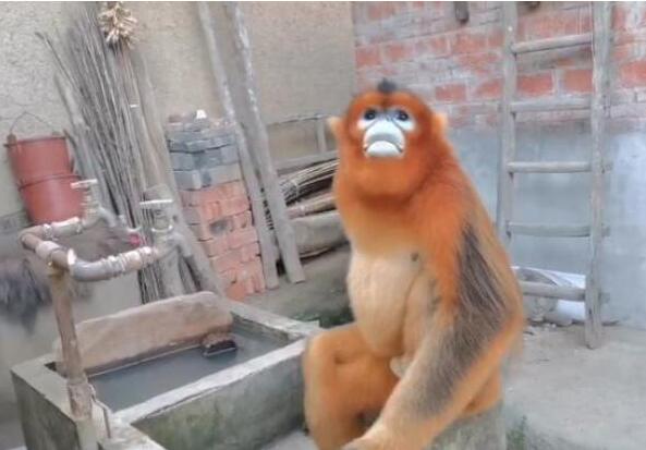 金丝猴进村蹭吃蹭喝|陕西汉中:金丝猴进村蹭吃蹭喝 四处卖萌接受投喂