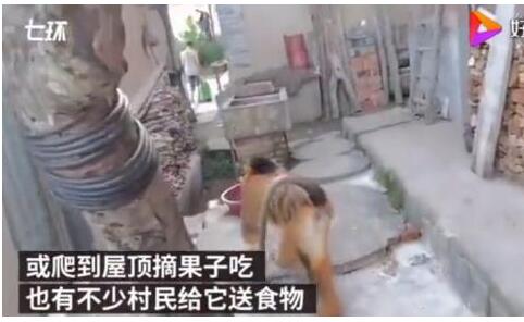 金丝猴进村蹭吃蹭喝|陕西汉中:金丝猴进村蹭吃蹭喝 四处卖萌接受投喂