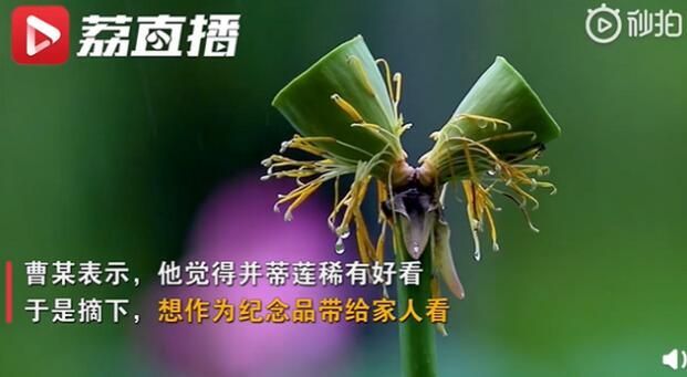 南京玄武湖并蒂莲被游客摘下|南京玄武湖并蒂莲被游客摘下什么情况?怎么回事?终于真相了,原来是这样!