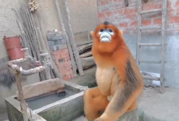 金丝猴进村蹭吃蹭喝|大王让我来巡村!金丝猴进村蹭吃蹭喝 体型丰满一看它就是蹭饭老手