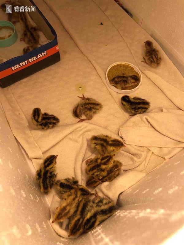 活久见!厨房有怪声？忘了吃的蛋孵出20只小鹌鹑!