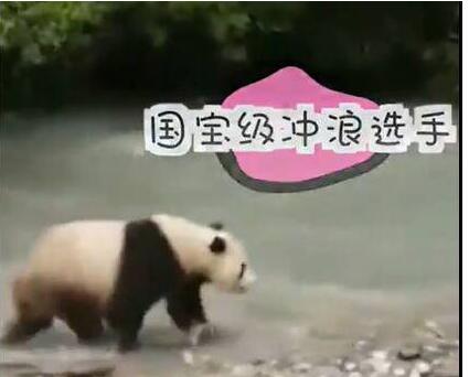 笑cry！大熊猫河里冲浪上演国宝式狗刨 网友：国宝级冲浪选手!身姿……