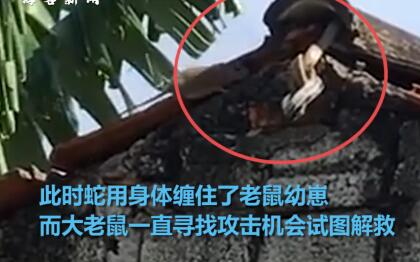 节节败退！老鼠与蛇搏斗救下幼崽 大老鼠不惧危险上前扑咬画面感人