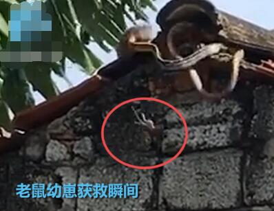 节节败退！老鼠与蛇搏斗救下幼崽 大老鼠不惧危险上前扑咬画面感人