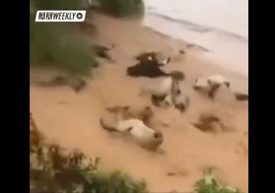 损失百万！村民十几头牛在台风中被洪水冲走 可怜的牛群绝望又无助