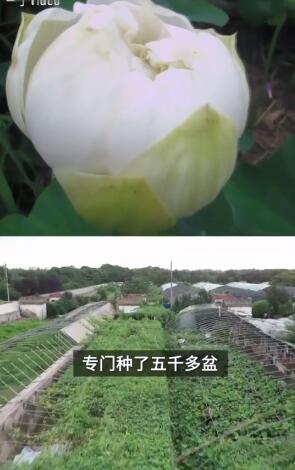 小伙三年为女友种出半亩荷塘|实力宠妻！小伙三年为女友种出半亩荷塘 东北人没见过荷花是什么梗？