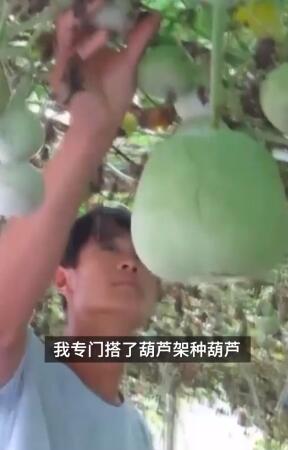小伙三年为女友种出半亩荷塘|实力宠妻！小伙三年为女友种出半亩荷塘 东北人没见过荷花是什么梗？