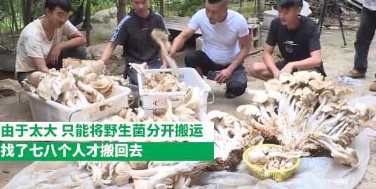 云南村民捡到312斤巨型野生菌是怎么回事?什么情况?终于真相了,原来是这样!