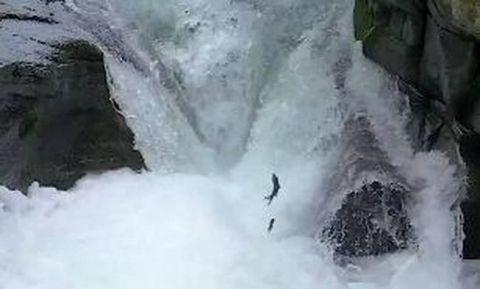 景区上演现实版鱼跃龙门什么情况?终于真相了,原来是这样!