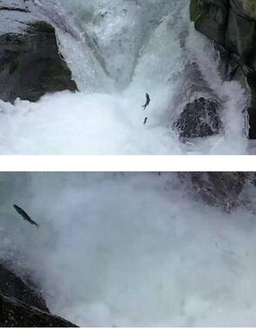 世界真奇妙!景区上演现实版鱼跃龙门 这是祝福高考的意思?