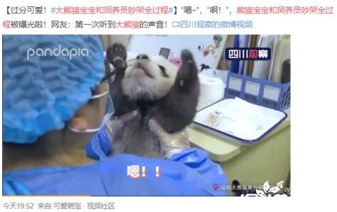 大熊猫宝宝和饲养员吵架全过程|可可爱爱！大熊猫宝宝和饲养员吵架全过程被拍下 大熊猫的声音原来是这样！