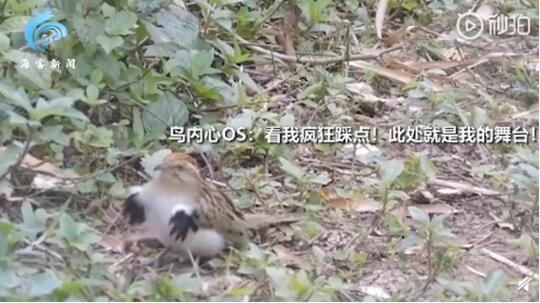 【魔性十足】小鸟在镜头前跳机械舞 灵魂戏精收放自如这戏路太强了