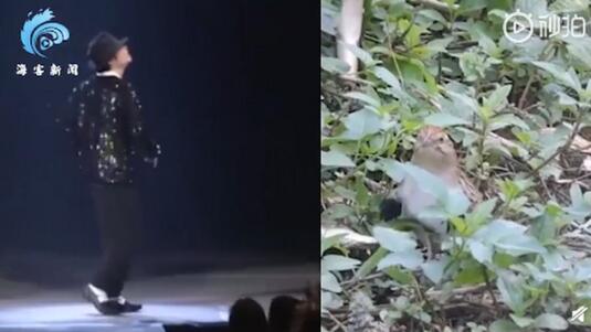 【魔性十足】小鸟在镜头前跳机械舞 灵魂戏精收放自如这戏路太强了