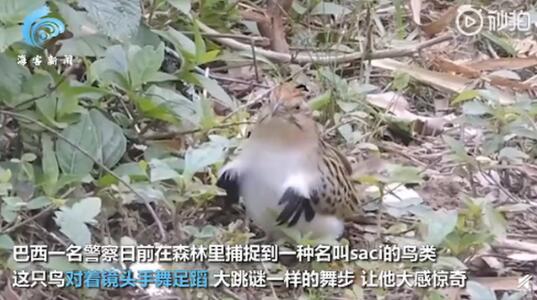 成精了!深港在线小鸟在镜头前跳机械舞超罕见 疯狂踩点魔性十足