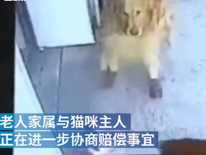 抓现行！遛狗老人被高空坠猫砸晕 护主金毛一招拦下“肇事”猫