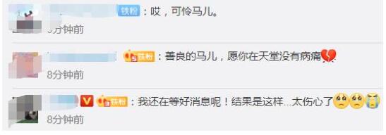 伤心!福建下海救人的两匹救命恩马去世,救人的马没有受过海中训练