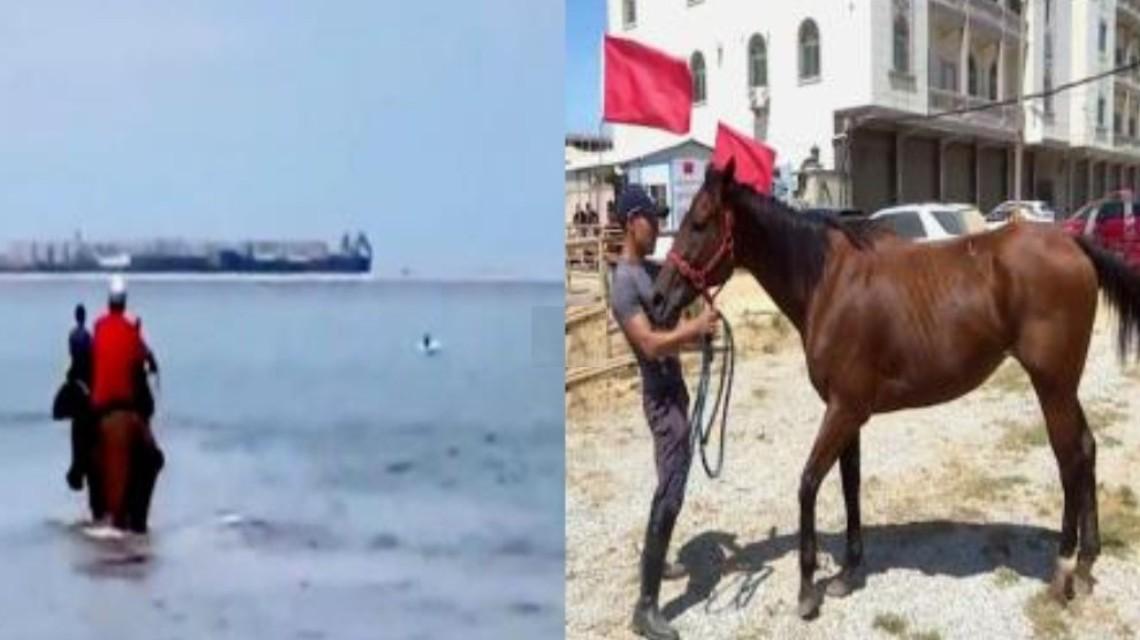 不后悔！马主人回应下海救人两匹马去世 马主人和马儿都是好样的