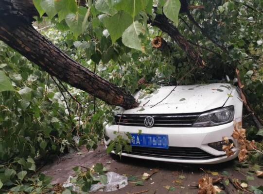 北京雨后大树倾倒 砸损七辆轿车 具体怎么一回事？