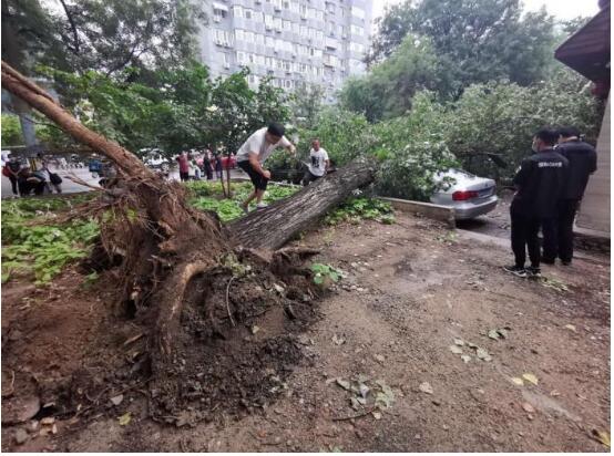 北京雨后大树倾倒 砸损七辆轿车 具体怎么一回事？