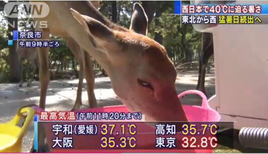 可怕！东京本月超100人因中暑死亡是怎么回事？终于真相了，原来是这样！