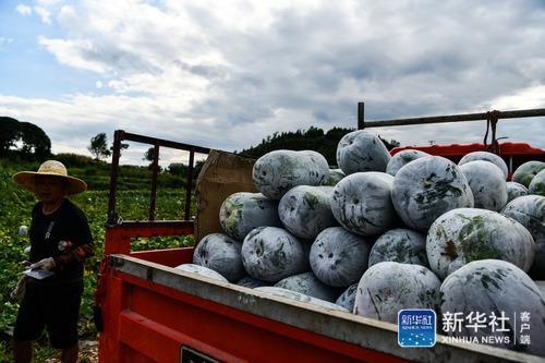 “草鞋村”的致富经