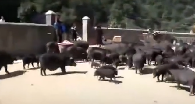 叹为观止!数千头猪听到音乐后回家吃饭 你见过这么聪明的猪吗?