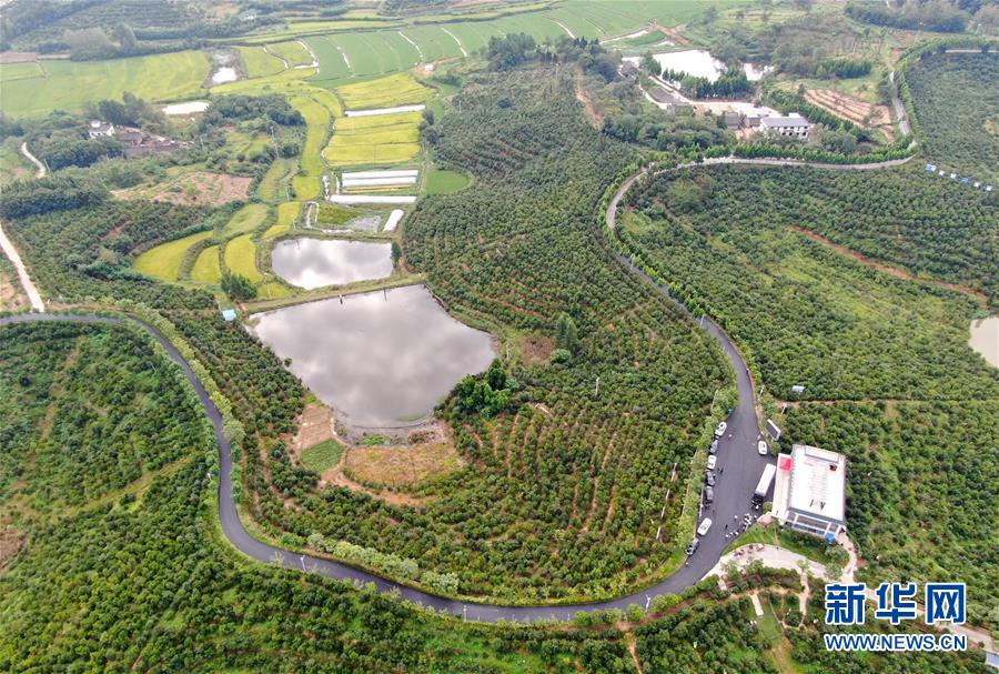 河南光山：油茶产业促民增收