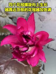 【多图】广州莲花山首次发现四蒂莲 造型独特花冠饱满宛若团团火焰燃烧