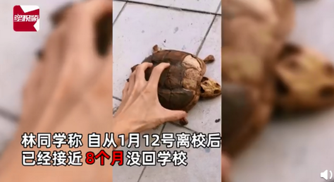 武汉大学生返校发现乌龟变龟壳什么情况?终于真相了,原来是这样!
