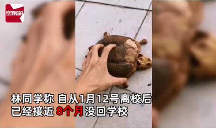 大型返校现场！武汉大学生返校发现乌龟变龟壳 8个月没回学校了
