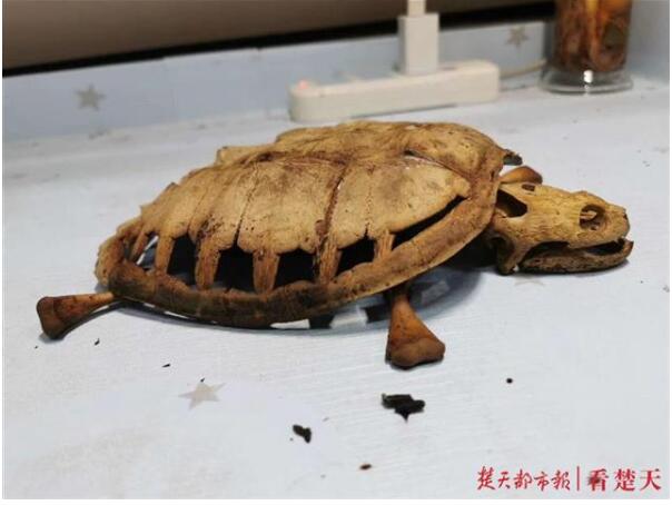 武汉大学生返校发现乌龟变龟壳具体怎么回事 朋友圈发哀悼乌龟信息