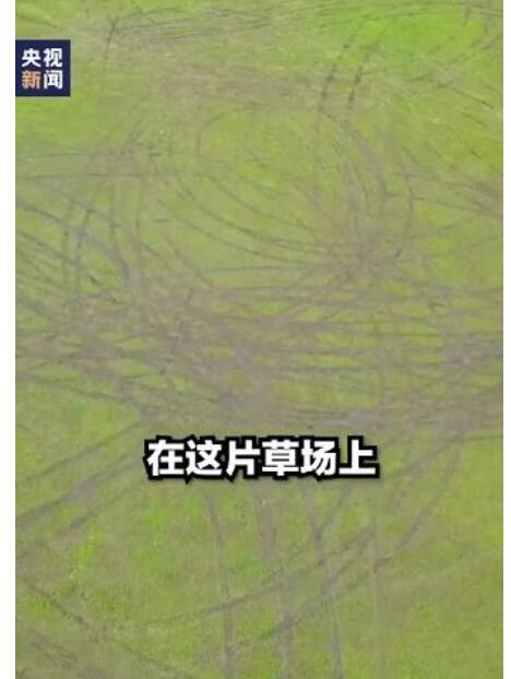 男子开车碾压草原被罚把草种回去 自作自受活该