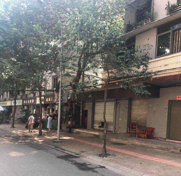争议!官方回应桂花巷桂花树被砍完是怎么回事?究竟发生了什么?