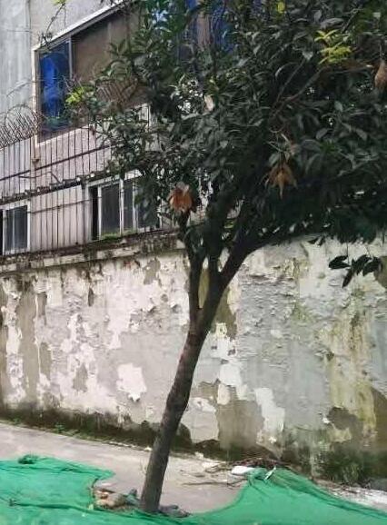 争议!官方回应桂花巷桂花树被砍完是怎么回事?究竟发生了什么?