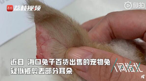 残忍！宠物店回应为抬价剪兔耳说了什么？具体是怎么回事？