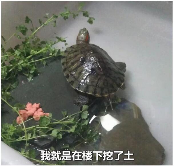 龟坚强！大学生8个月后返校乌龟还活着 2017年父亲买给自己的