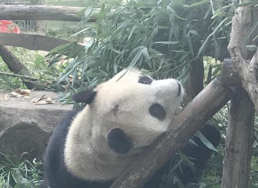 太秃然了!北京动物园回应网红熊猫秃头 面临